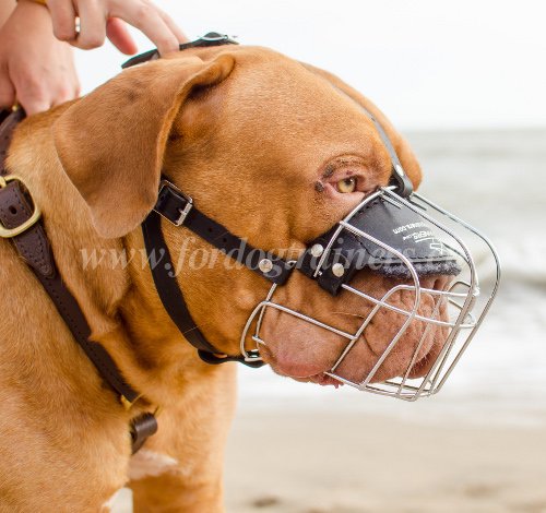 Matriel pour Dogue de Bordeaux