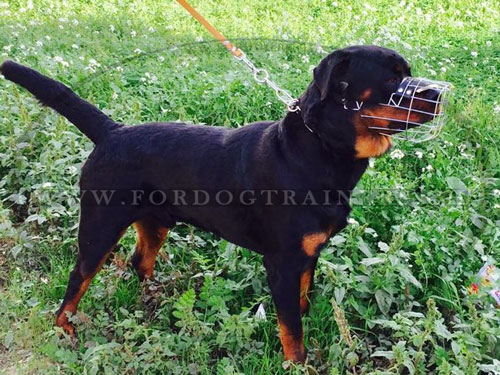 Rottweiler Maulkorb, Schweiz