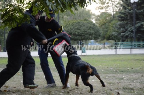 Muselire pour Rottweiler