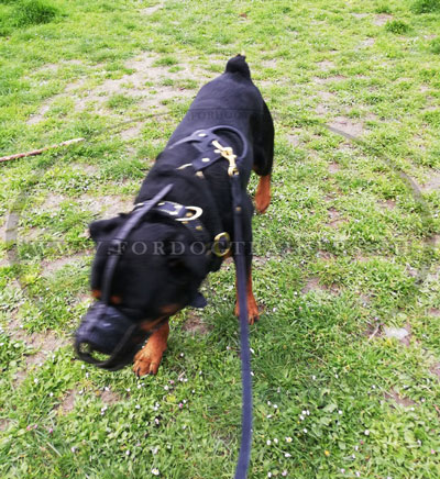 museliere cuir rottweiler fait manuellement