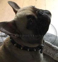 Leder Halsband fr Bulldogge mit Silbrigen Nieten