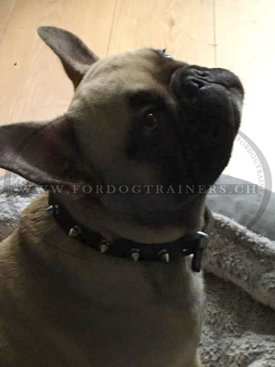 enges halsband leder Bulldogge schweiz