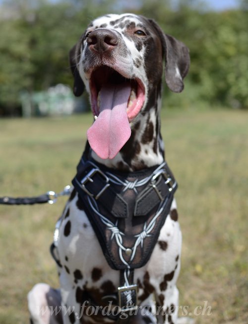 Harnais pour chien Fil de fer barbel