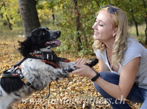 Harnais pour chien Flamme