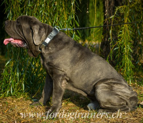 Matriel pour Cane Corso