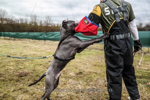 Combinaison confort pour entraneur canin