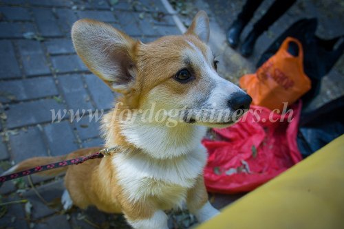 Welsh Corgie - Matriel pour chien de
petite taille