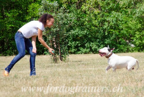 Matriel canin pour Bull Terrier