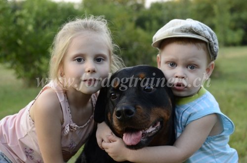 Matriel pour Rottweiler