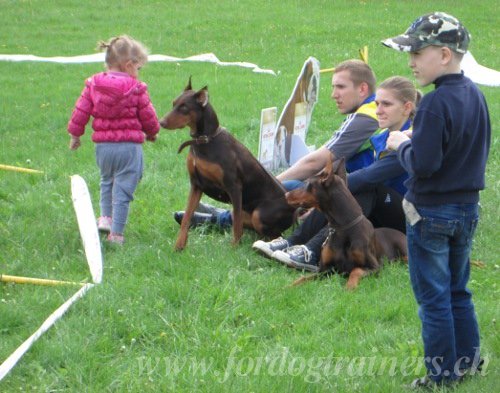 Matriel pour chien Dobermann