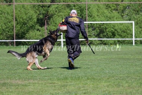 Manchette de qualit Sport Canin Fordogtrainers