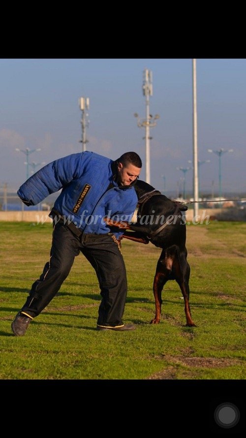 Costume de protection pour dresser Dobermann