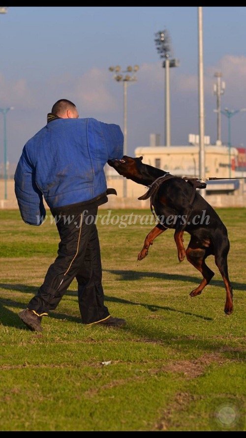 Matriel pour sport et dressage du Dobermann