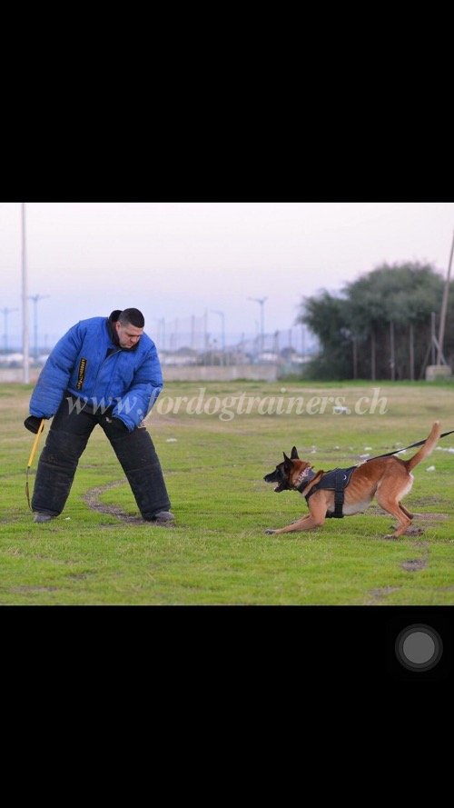 Harnais de sport et de dressage pour Malinois