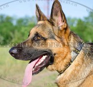 Hundehalsband fr Schferhund mit Platten und Spikes 2023