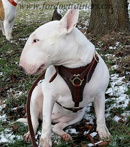 Ledergeschirr fuer Bullterrier Gepolstert