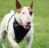 Bullterrier Hundegeschirr | Ledergeschirr beste Universalitt