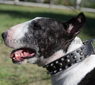 Studded Collar for Bull Terrier Perfect Design