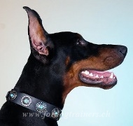 Lederhalsband mit Blauen Steinen fr Dobermann NEU