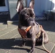 Franzsische Bulldogge Geschirr aus Leder Schweiz