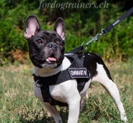 Franzsische Bulldogge Geschirr aus Nylon Leichtgewicht