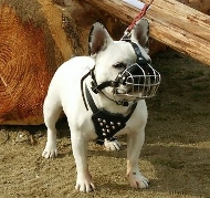 Nietengeschirr fr Franzsische Bulldogge Sichere Kontrolle