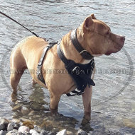 Hundegeschirr aus natrlichem biegsamem Leder fr Pitbull