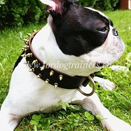 Hundehalsband mit Spikes fr Boston Terrier