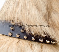 Lederhalsband mit 3 Reihen von Spikes fr belgischen Schferhund