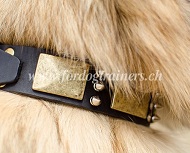 Hundehalsband mit Platten und Spikes fr Tervueren