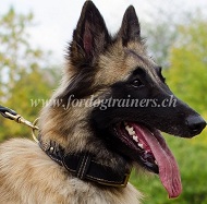 Leder Halsband Nappa Gepolstert fr Tervueren Hund