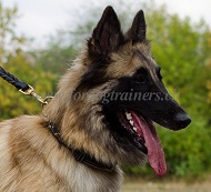 Hundehalsband Nappa mit Messing-Spikes fr Tervueren Hund