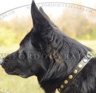 Leder Nietenhalsband fr Schferhund Super Design ❋