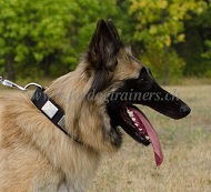 Hundehalsband Nylon fr Tervueren Hund mit massiven Schildern