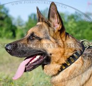 Hunde Lederhalsband fr Schferhund Exklusiv ▮