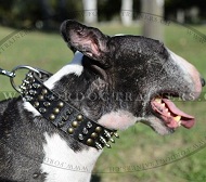 Halsband Leder Spiked und Genietet fr Bullterrier