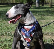 Harness for Bull Terrier | Harness USA Style Switzerland