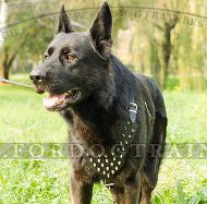 Ledergeschirr mit Spikes fr Deutschen Schferhund ▷