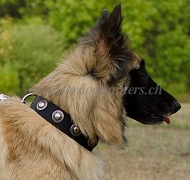 Nylonhalsband mit Silber Conchos fr Tervueren Hund