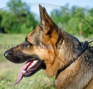 Hundehalsband fr Schferhund mit Zpfchen Vollrindleder!