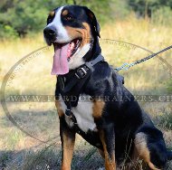 Bestes Hundegeschirr fr Sennenhund - Angriff Training