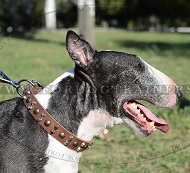 Lederhalsband mit Kugelkalotten und Kegeln fr Bullterrier