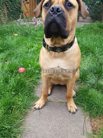 Bullmastiff halsband leder stilvoll schweiz