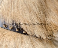 Hundehalsband mit Vernickelten Spikes fr Tervueren