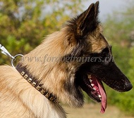 Halsband mit Messingnieten fr Tervueren Hund