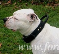 Hundehalsband mit Griff fuer American Bulldog