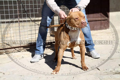 Handgefertigtes halsband fuer pitbull