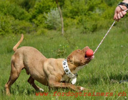 Lederhalsband weiss for Amstaff, Staffordshire, Pitbull