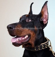 Gepolsteres Hundehalsband mit Spikes fr Dobermann