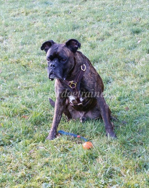 geschirr boxer basel kaufen